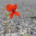 Papaver rhoeas  Klatschmohn 7 2