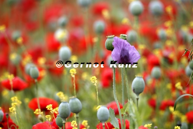 Papaver_somniferum__Schlafmohn_7_2.jpg