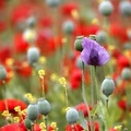 Papaver somniferum  Schlafmohn 7 2