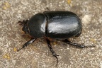 Pentodon idiota  Pannonischer Riesenk  fer 8 2