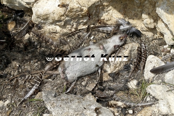 Rattus norvegicus  Brown rat  Wanderratte 6 2