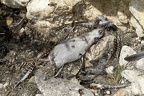 Rattus norvegicus  Brown rat  Wanderratte 6 2