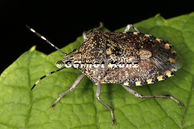 Rhaphigaster_nebulosa__Graue_Gartenwanze_6_2.jpg