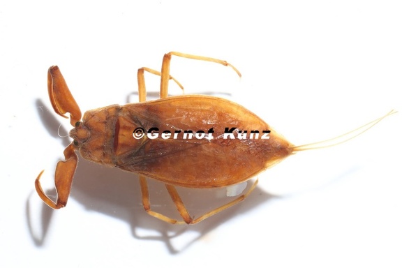 6 1