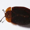 Z10 1