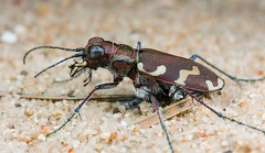 Cicindela hybrida
