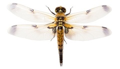 Libellula quadrimaculata