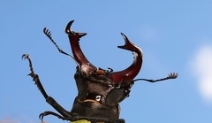 Lucanus cervus