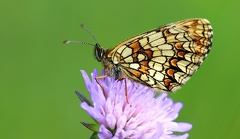 Melitaea athalia