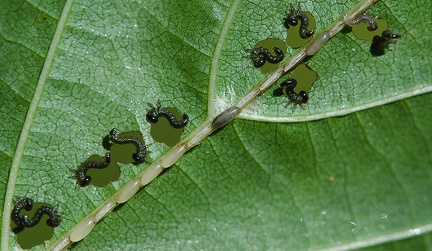 Nematus septentrionalis