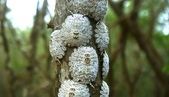 Pentatomoidea