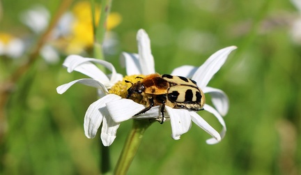 Trichius sp   Pinselk  fer 