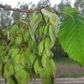 Ulmus laevis