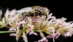Syrphidae 1