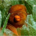 6Riffkrake Dahab Sinai  Octopus cyanaeus