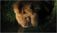 07 Juli Karl Crailsheim6 Afrikanischer L  we an der Wasserstelle IMG 6201
