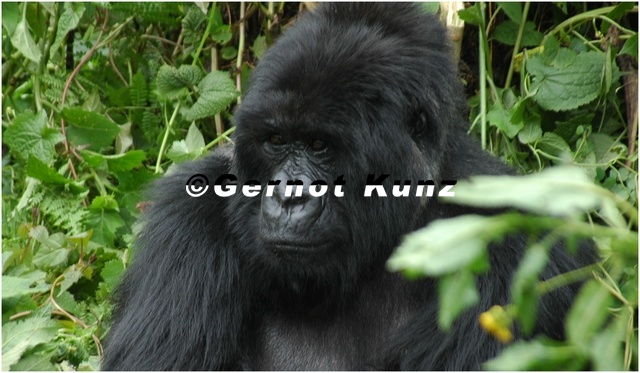 12_Dezember_Gorilla_beringei_beringei__Parc_National_des_Vokans__Ruanda.JPG