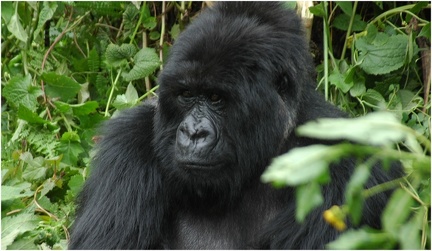 12 Dezember Gorilla beringei beringei  Parc National des Vokans  Ruanda