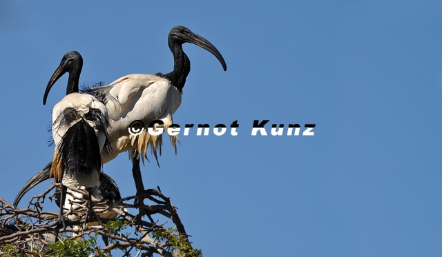 10_Threskiornis_aethiopicus__Heilige_Ibis__-_Christian_Sturmbauer.jpg