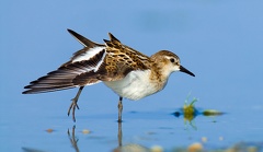 03 Calidris minuta  Zwergstrandl ufer  - Leander Khil