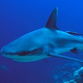 08 Carcharhinus amblyrhynchos  Grauer Riffhai - Gernot Kunz