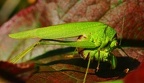 19 Phaneroptera falcata  Gemeine Sichelschrecke  - Laura Papst