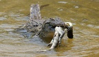 20 Crocodylus niloticus  Nilkrokodil  - Christian Sturmbauer