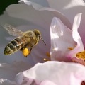 25 Apis mellifera  Honigbiene  - Bernd Niederkofler