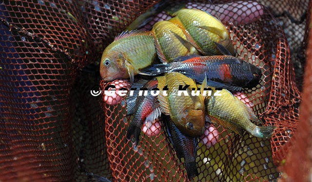 27_Tropheus_moorii__Bolopoint__Kirschfleck__amp__Mtosi__-_Christian_Sturmbauer.jpg