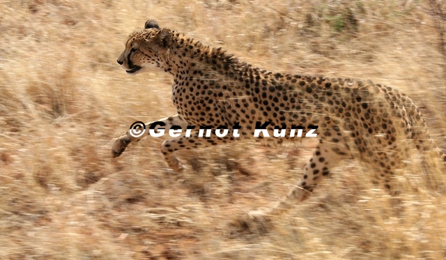 29_Acinonyx_jubatus__Gepard__-_Tamara_Schenekar.jpg