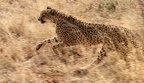 29 Acinonyx jubatus  Gepard  - Tamara Schenekar