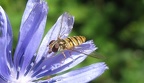 32 Syrphidae  Schwebefliege  - Karl Crailsheim