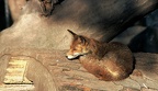 33 Vulpes vulpes  Rotfuchs  - Kristina Sefc