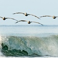 01 Pelecanus occidentalis  Braunpelikan 