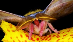 03 Copaxa sp   Augenspinner 