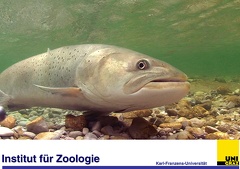 Titelblatt - Hucho hucho  Huchen 