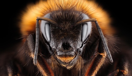 01  Alexander Rauch-Bombus pascuorum K  nigin