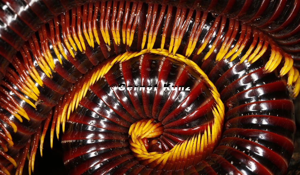 02  Gernot Kunz-Juloidea
