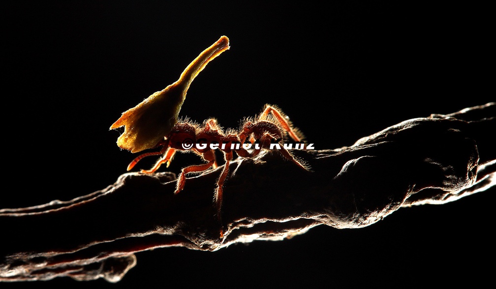 05  Christian Komposch-Myrmicinae