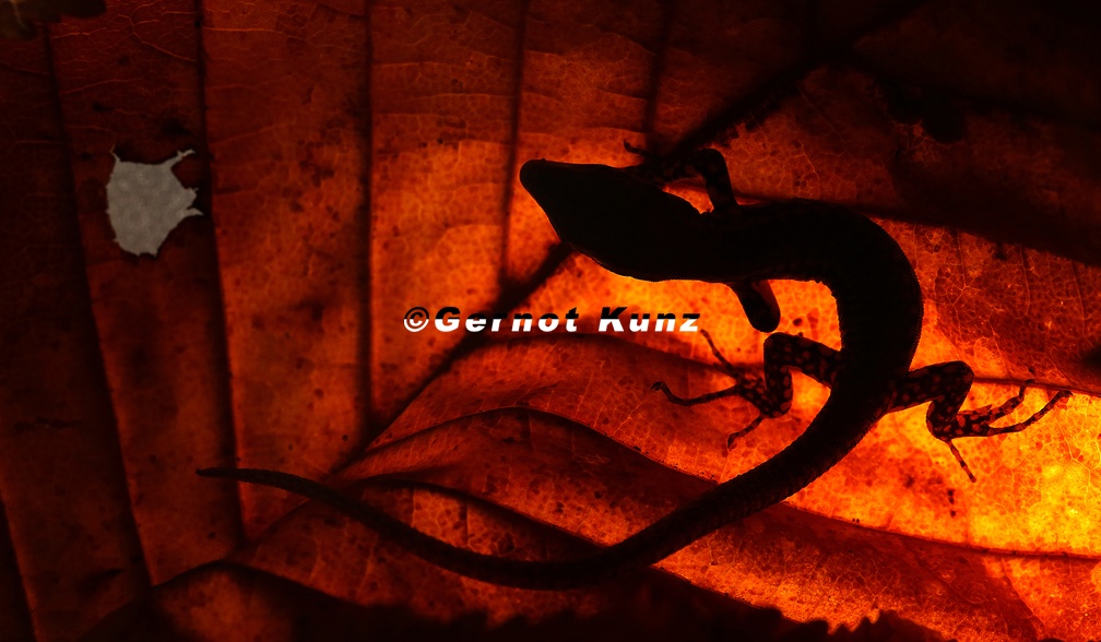 07  Laura Pabst-Podarcis muralis2