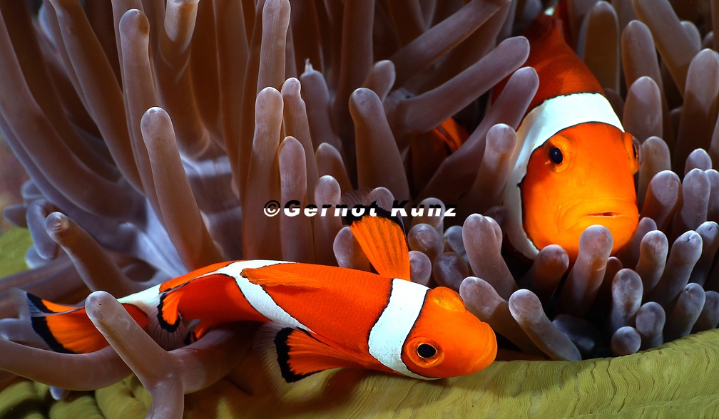 08  Gernot Kunz-Amphiprion ocellaris