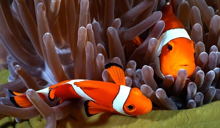 08  Gernot Kunz-Amphiprion ocellaris