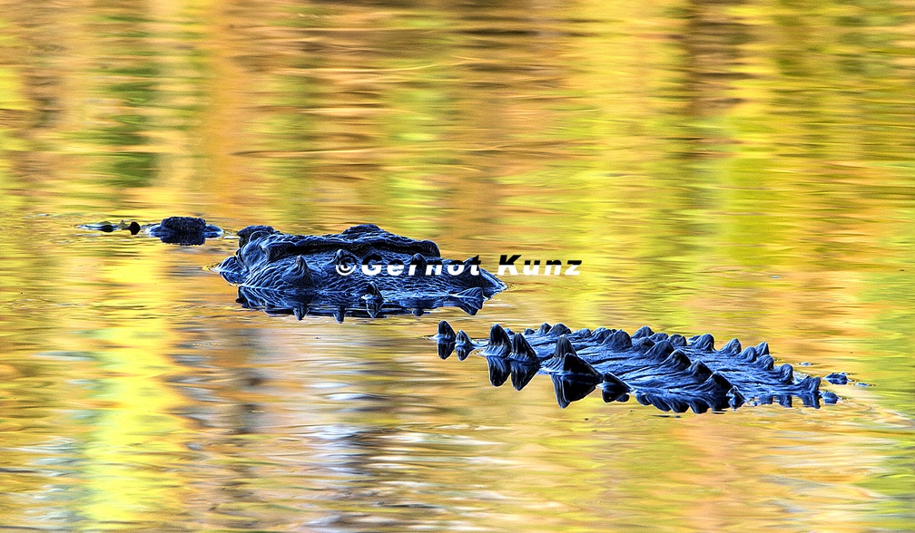 10  Gernot Kunz-Crocodylus acutus 