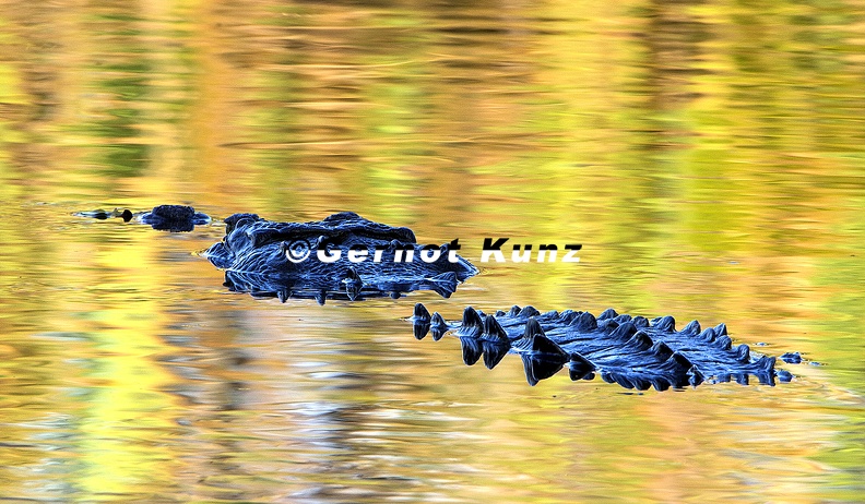 10  Gernot Kunz-Crocodylus acutus 