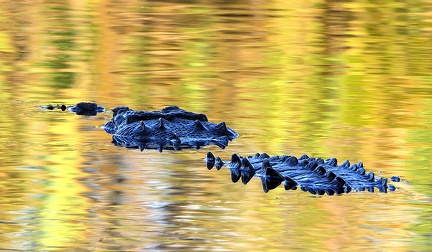 10  Gernot Kunz-Crocodylus acutus 