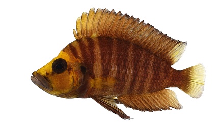 12  Wolfgang Gessl-Altolamprologus compressiceps