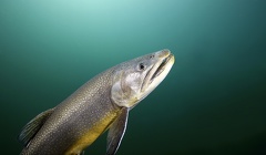 13  Gernot Kunz-Salvelinus fontinalis