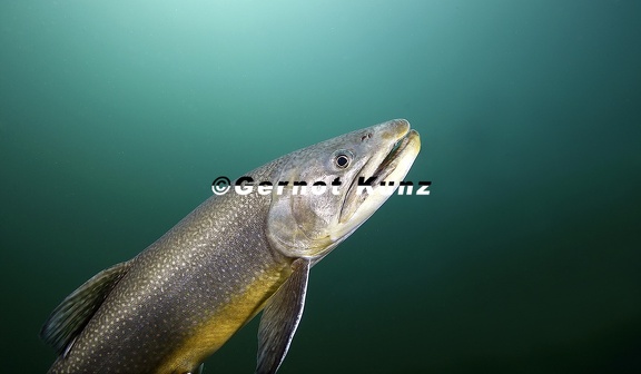 13  Gernot Kunz-Salvelinus fontinalis