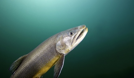 13  Gernot Kunz-Salvelinus fontinalis