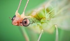 14  Alexander Rauch-Chrysopidae spec